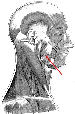 Diagram of muscles of the head