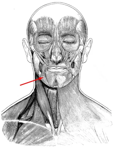 Diagram of muscles of the head