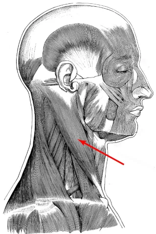 Diagram of muscles of the head