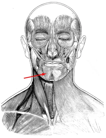 Diagram of muscles of the head