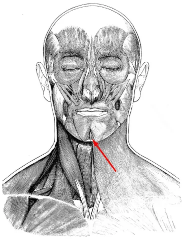 Diagram of muscles of the head