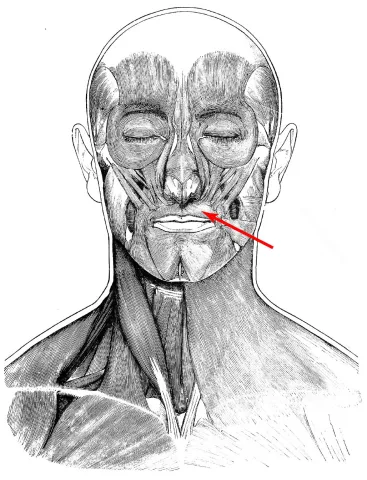 Diagram of muscles of the head