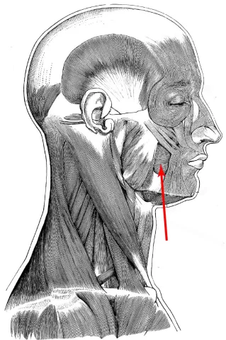 Diagram of muscles of the head