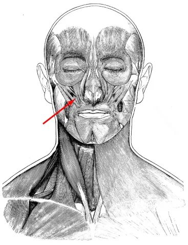Diagram of muscles of the head