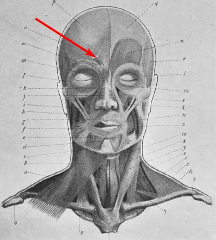 Diagram of muscles of the head