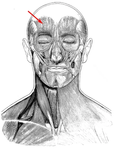Diagram of muscles of the head
