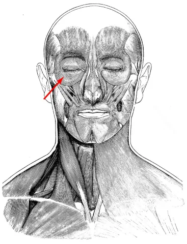 Diagram of muscles of the head