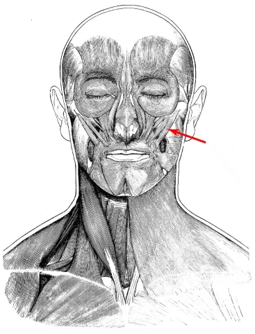 Diagram of muscles of the head