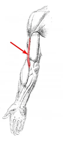 Diagram of muscle of the arm