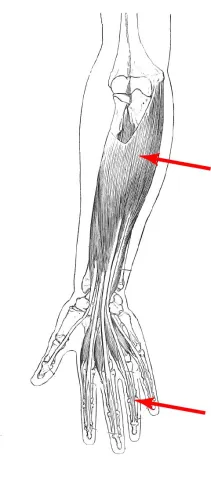Diagram of muscle of the arm