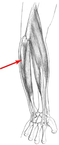 Diagram of muscle of the arm