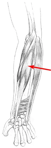 Diagram of muscle of the arm