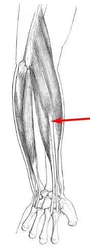 Diagram of muscle of the arm
