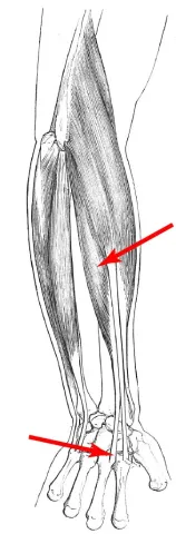 Diagram of muscle of the arm