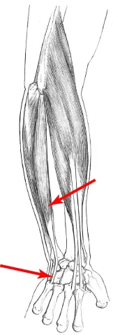 Diagram of muscle of the arm
