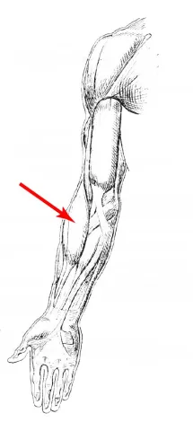 Diagram of muscle of the arm