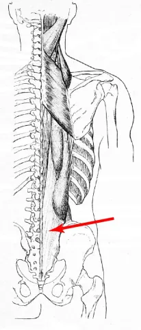 A muscle on the back