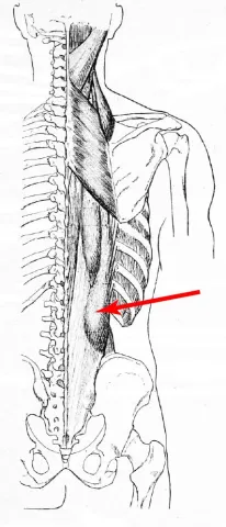 A diagram of a muscle on the back.