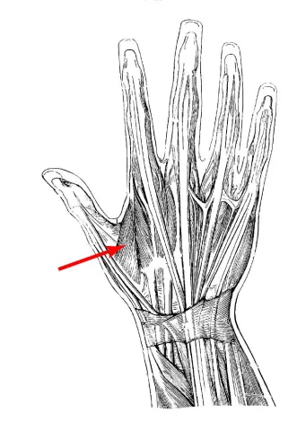 Diagram of muscle of the hand
