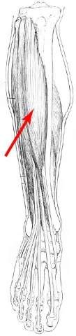 Diagram of muscles of the lower leg