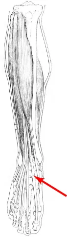 Diagram of muscles of the lower leg