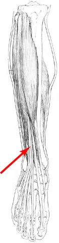 Diagram of muscles of the lower leg