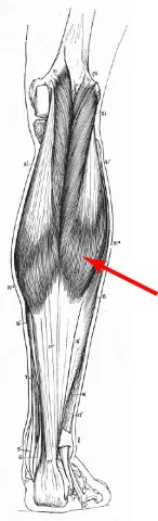 Diagram of muscles of the lower leg