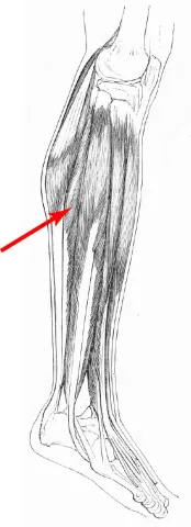 Diagram of muscles of the lower leg