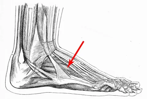 Diagram of muscles of the lower leg