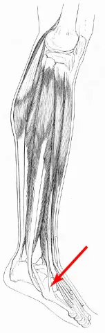 Diagram of muscles of the lower leg