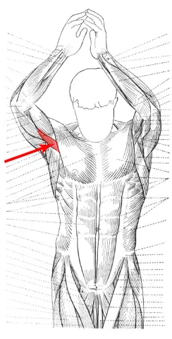 Diagram of muscle of the arm