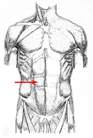 Muscle of the torso
