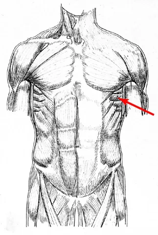 A diagram of a muscle on the torso