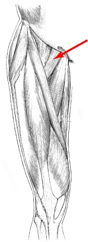 Diagram of muscles of the upper leg