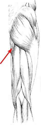 Diagram of muscles of the upper leg