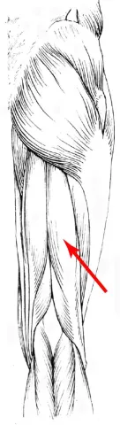 Diagram of muscles of the upper leg