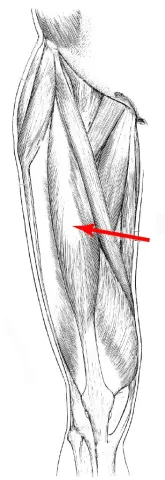 Diagram of muscles of the upper leg