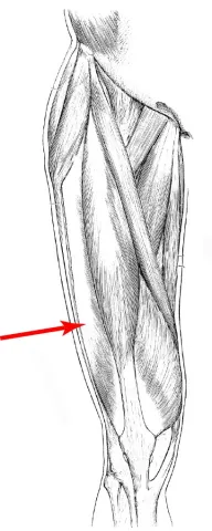 Diagram of muscles of the upper leg