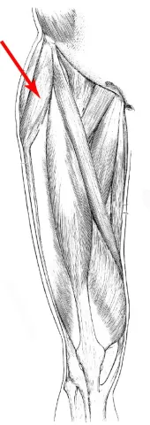 Diagram of muscles of the upper leg