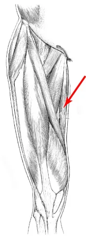 Diagram of muscles of the upper leg