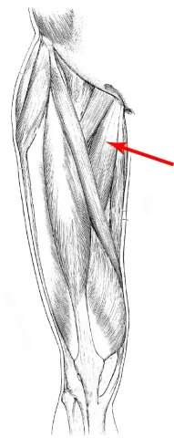 Diagram of muscles of the upper leg