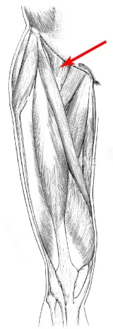 Diagram of muscles of the upper leg
