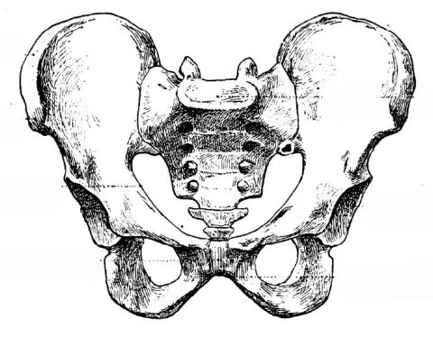 A diagram of the human pelvis