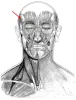 Diagram of muscles of the head