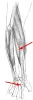 Diagram of muscle of the arm