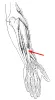 Diagram of muscle of the arm