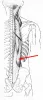 A diagram of a muscle on the back.