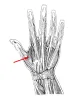 Diagram of muscle of the hand