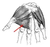 Diagram of muscle of the hand