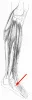 Diagram of muscles of the lower leg